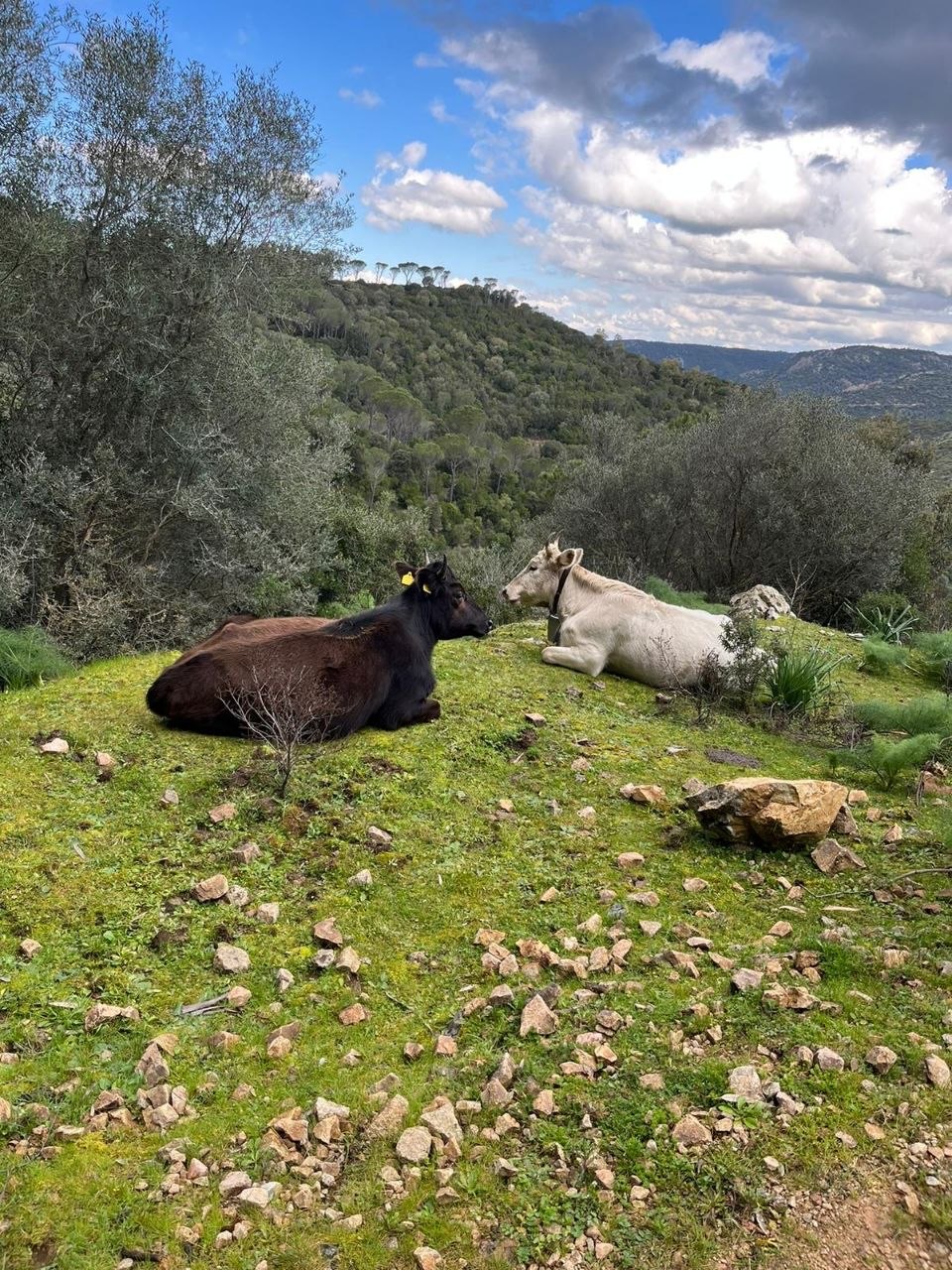 Tour Giallo — foto 11
